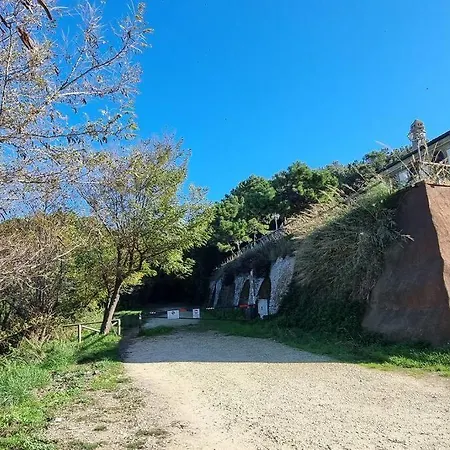 La Volpe Nella Pineta *