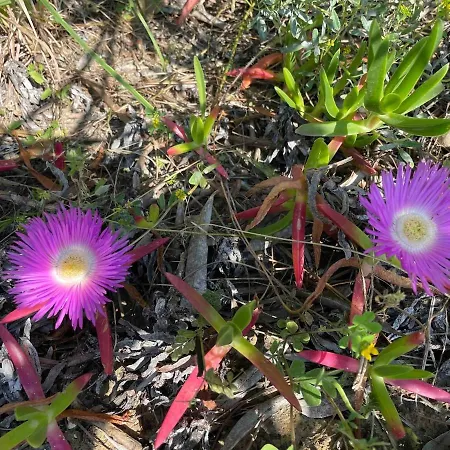 Villa La Volpe Nella Pineta *